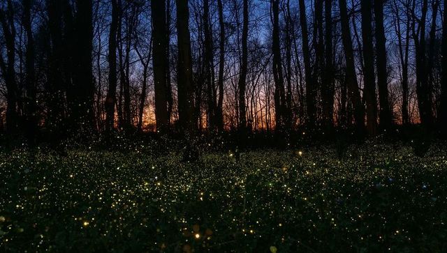 Glowing firefly meadow at twilight with silhouetted trunks and sparkling bioluminescence