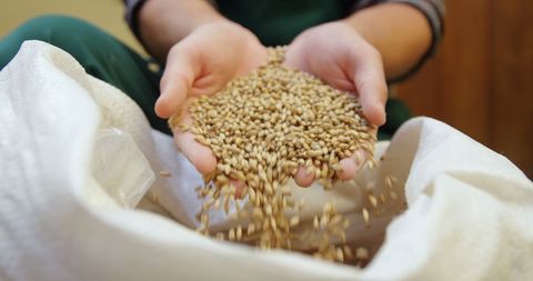 Farmer pouring wheat grains into sack on farm