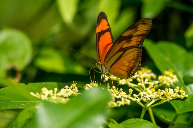 Vivid butterfly resting on flower in lush tropical garden, perfect for nature and wildlife blogs, educational materials about pollinators, or promoting garden tours and eco-friendly tourism.