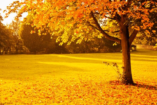 Beautiful autumn landscape with yellow trees and sun. autumn season concept 