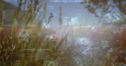 Swaying meadow grass with futuristic hud overlay and sunlit bokeh atmosphere