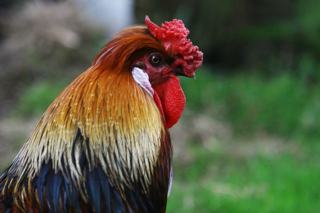 Close up shot of a rooster. Livestock and poultry concept