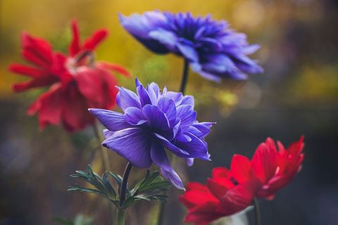 Vibrant purple anemone blooming among red flowers with soft bokeh golden light