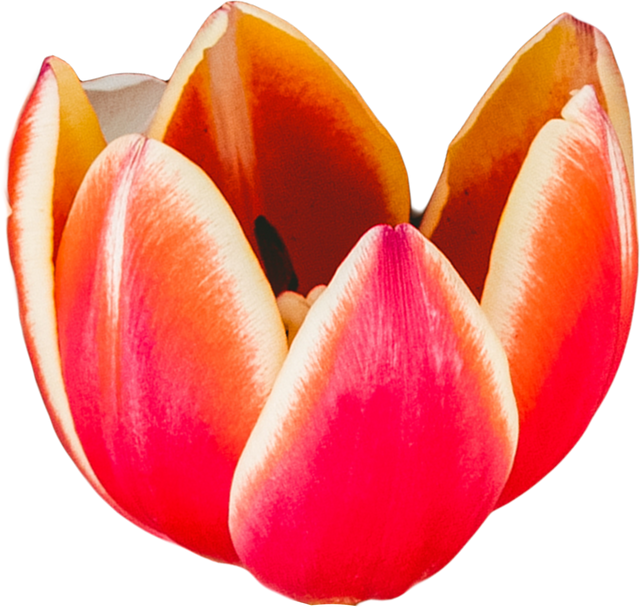 High-Resolution Red White Tulip Transparent Background - Download Free Stock Videos Pikwizard.com