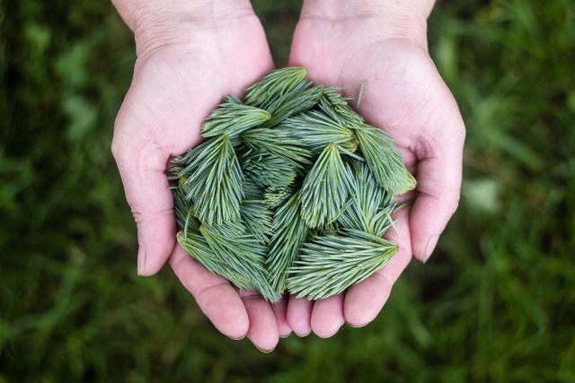 Person holding freshly picked pine needles outdoors in a green, nature-filled environment. Suitable for use in environmental campaigns, organic product promotions, forest conservation topics, and natural lifestyle blogs.