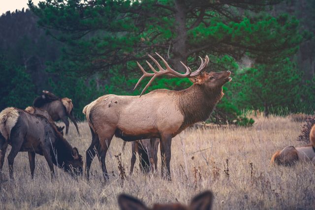 Elk with large antlers standing in open field with other elks nearby under forest backdrop. Ideal for nature magazines, wildlife blogs, outdoor adventure promotions, educational materials, and nature-themed social media campaigns.