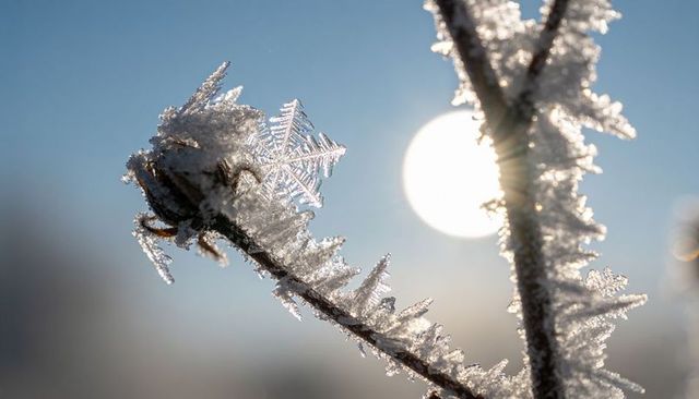 Macro hoarfrost with star-shaped snowflake on bud backlit by low winter morning sun