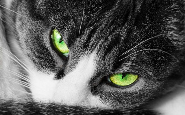This close-up captures the intense, captivating gaze of a feline with vivid green eyes. Great for articles or marketing materials related to pets, feline behavior, or product packaging for pet-related goods.