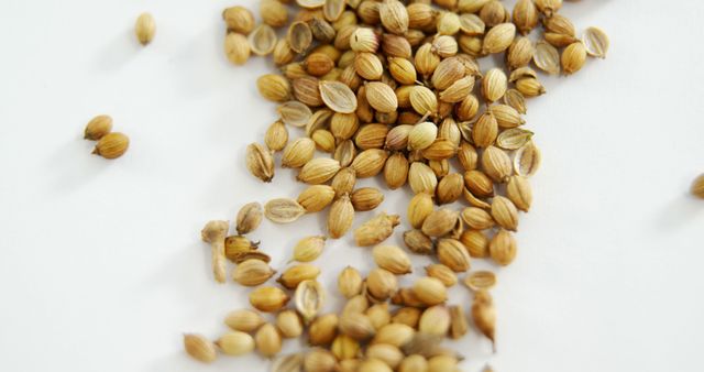 Scattered coriander seeds are presented on a white background, with copy space. Coriander seeds are commonly used as a spice in culinary dishes for their aromatic and flavorful qualities.