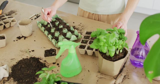 Caucasian woman preparing ground for plant of basil on table in kitchen - Download Free Stock Photos Pikwizard.com