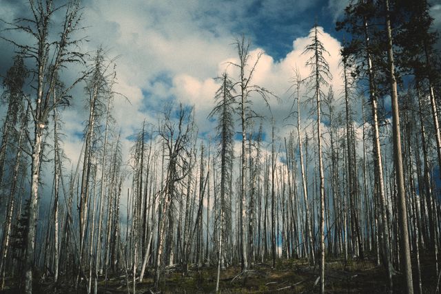 Bare, charred trees stand against a cloudy sky in a post-wildfire forest landscape. This scene captures the aftermath of a wildfire and the early stages of natural recovery. Suitable for use in content related to nature’s resilience, wildfire impact studies, forest recovery processes, environmental awareness campaigns, and ecological themes.