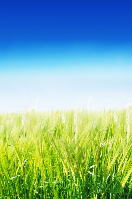 Sunny day with transparent blue sky over lush green wheat field - Download Free Stock Videos Pikwizard.com