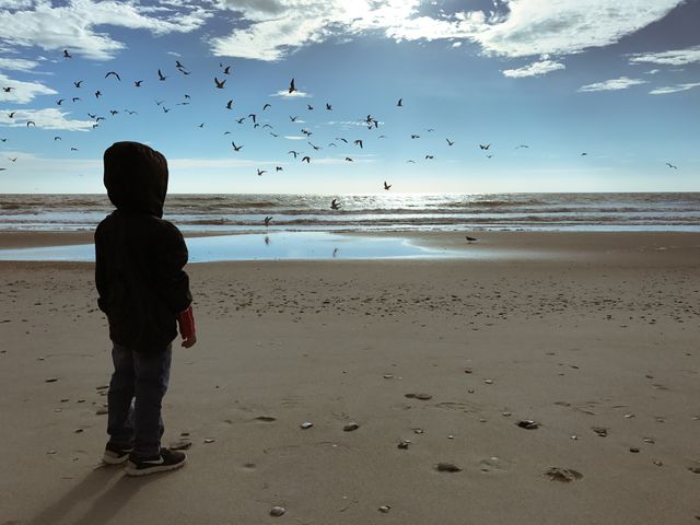 Child Observing Birds on Tranquil Beach at Sunset - Download Free Stock Photos Pikwizard.com
