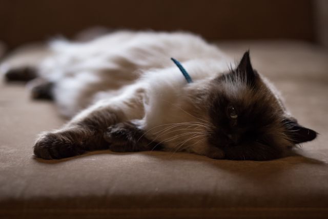 Persian Cat Lying on Bed - Download Free Stock Photos Pikwizard.com