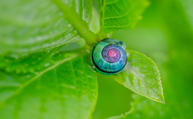 Vibrant Colored Snail on Fresh Green Leaf - Download Free Stock Photos Pikwizard.com