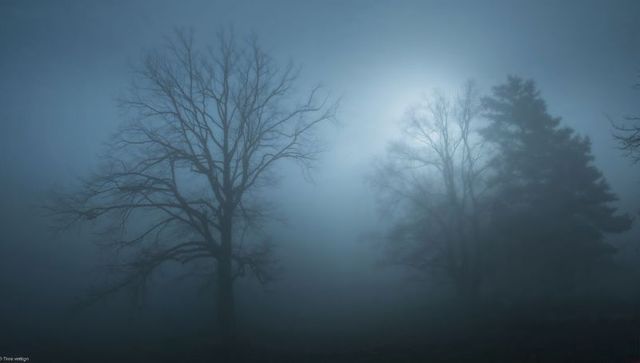 Leafless Moonlit Tree Silhouettes Looming Over Foggy Meadow with Ethereal Backlight Halo