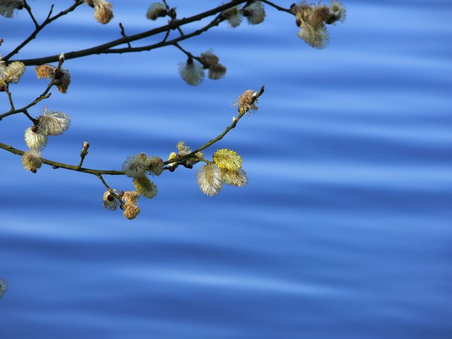 Branch with blooming catkins seen against calm blue water creates a serene and vibrant spring scene. Ideal for use in nature-themed articles, relaxation or meditation concepts, and springtime promotional materials.