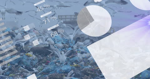 Infographic Interface Animation Over Seagulls in Pollution-filled Dump