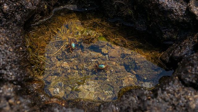Iridescent crabs scuttling in shallow tidal pool on volcanic rock, sunlit