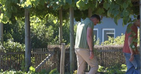 Two men walking under grapevine pergola in sunlit backyard passing wooden picket fence