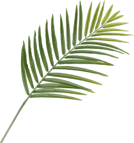 Transparent tropical palm frond illustration with green leaflets