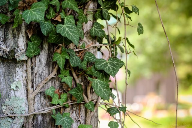 Dense ivy vines climbing up a thick, weathered tree trunk, showcasing lush green leaves in an outdoor setting. Ideal for themes of nature, growth, and rustic woodland appeal. Perfect for use in blogs, environmental projects, or as a background for text in botanical-themed publications.