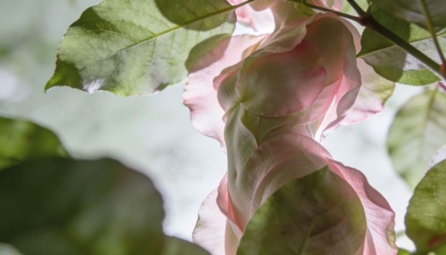 Backlit pale pink bracts twisting around stem under green canopy with translucent veins