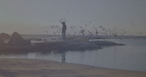 Silhouette of Person Surrounded by Birds on Seaside Rocks - Download Free Stock Images Pikwizard.com