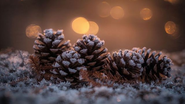 Frost-dusted pine cones nestling on moss with warm amber bokeh