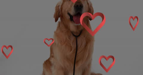 Golden Retriever with Hearts Overlay