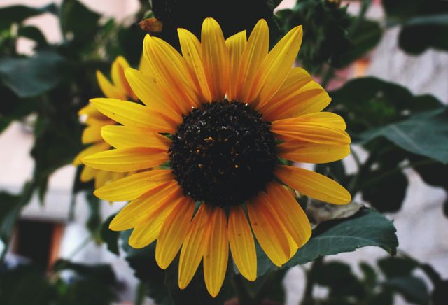 Beautiful close-up of a vibrant yellow sunflower blooming. Perfect for projects related to nature, gardening, summer themes, botany, and more. Ideal for use in educational materials, blogs, websites, and marketing collateral promoting gardening or nature activities.