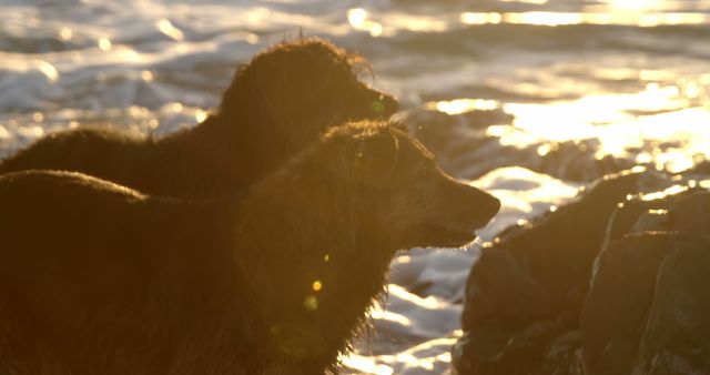 A dog is silhouetted against the shimmering backdrop of the ocean at sunset, with copy space. Its fur is highlighted by the golden hues of the setting sun, creating a serene atmosphere.