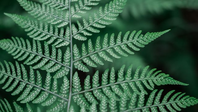 Close-Up of Green Fern Leaf with Intricate Patterns - Download Free Stock Photos Pikwizard.com