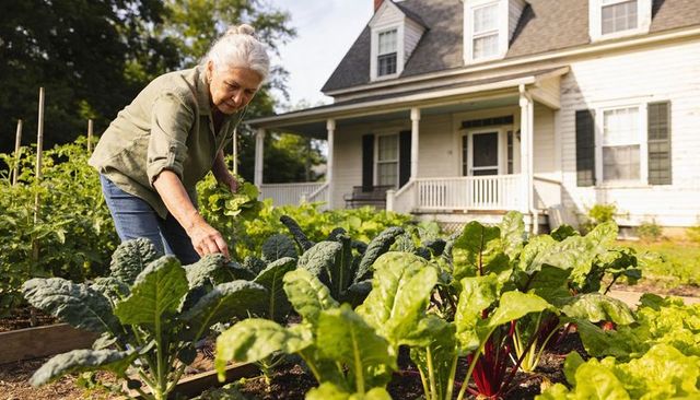 Senior woman harvesting kale and swiss chard in backyard vegetable garden by farmhouse
