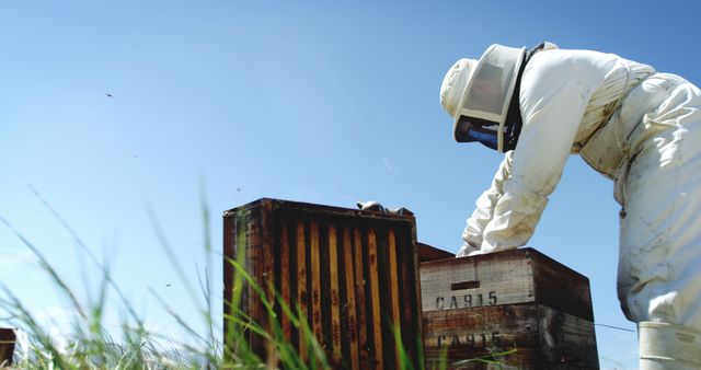 Beekeeper in protective suit handling beehive on a sunny day - Download Free Stock Images Pikwizard.com