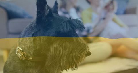 Black Terrier Relaxing in Living Room with Blurred Family