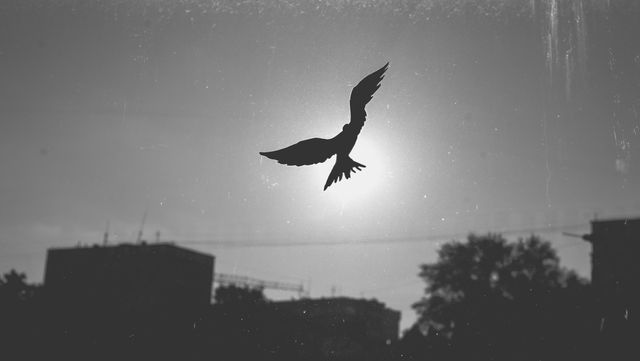 Bird flying in front of setting sun creating silhouette in urban environment. Ideal for themes of freedom, tranquility, or nature juxtaposed with urban settings. Can be used in articles, websites, or presentations focused on urban wildlife, natural beauty in cities, or inspirational messages.