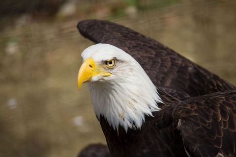 Bald Eagle Staring Intently with Majestic Presence