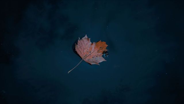 Floating brown-orange maple leaf drifting on deep blue-black water, moody minimal twilight