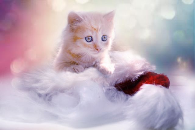 Cute Kitten Exploring Fluffy Santa Hat Against Soft Colourful Background - Download Free Stock Photos Pikwizard.com