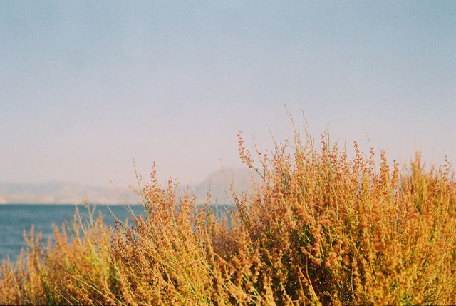 This image of a sunny coastal landscape features wild vegetation in the foreground and a blue sea meeting the horizon in the background. The tranquility of the scene makes it suitable for nature-themed projects, travel brochures, relaxation or wellness aesthetics, and environmental campaigns.