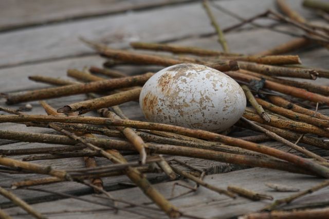 A white egg is surrounded by scattered sticks on a wooden surface, creating a rustic, natural scene. This image is ideal for themes related to wildlife, spring, nature, and egg symbolism. It can be used in blogs, educational materials, or advertisements related to nature and animal life.