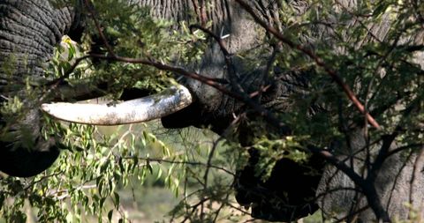 African Elephant in Natural Habitat with Lush Foliage - Download Free Stock Images Pikwizard.com