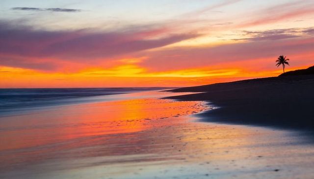 Tropical sunset reflecting on wet sand with lone palm silhouette on tranquil coastline