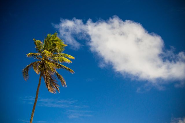 Shows tall palm tree against clear blue sky with fluffy white cloud. Great for themes related to tropical travel, weather conditions, nature and outdoor beauty, environmental awareness or as a background in presentations and marketing materials for resort vacations or summer giveaways.