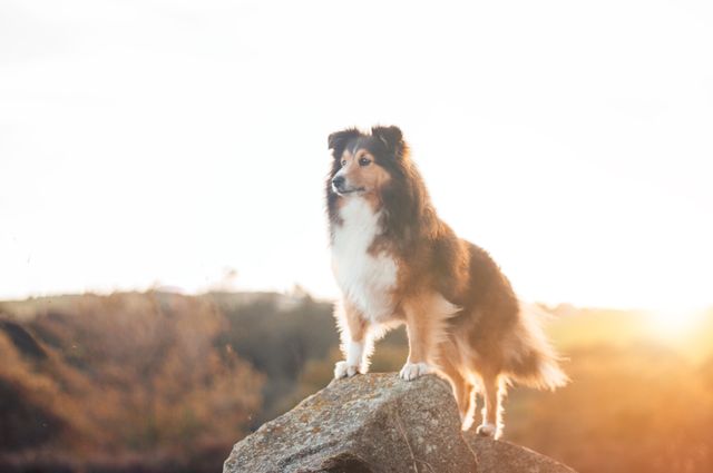 Sheltie standing on a rock with a warm sunset glow behind it, highlighting its fur. Ideal for themes like pets, animals, nature, adventure, and freedom. Useful for pet care products, outdoor activity promotions, and nature tourism advertisements.