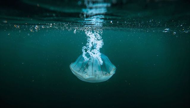 Floating Jellyfish Underwater Releasing Bubbles