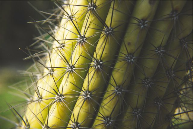 Cactus plant  - Download Free Stock Photos Pikwizard.com