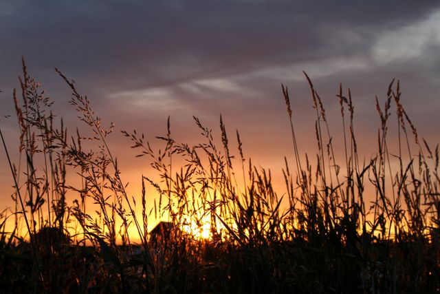 Sun is setting behind tall grasses, casting a beautiful silhouette and coloring the sky with shades of orange and purple. Ideal for nature-themed projects, relaxation visuals, backgrounds, or rural ambiance.