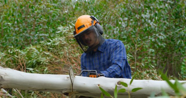 Lumberjack in safety gear cutting tree with chainsaw in forest - Download Free Stock Images Pikwizard.com